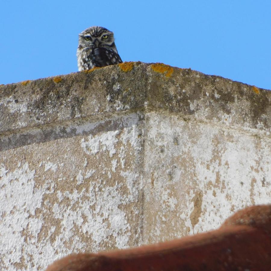 Apartamento The Little Owls Nest Castro Verde Exterior foto